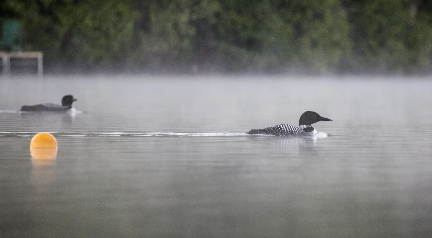 A loon in the water