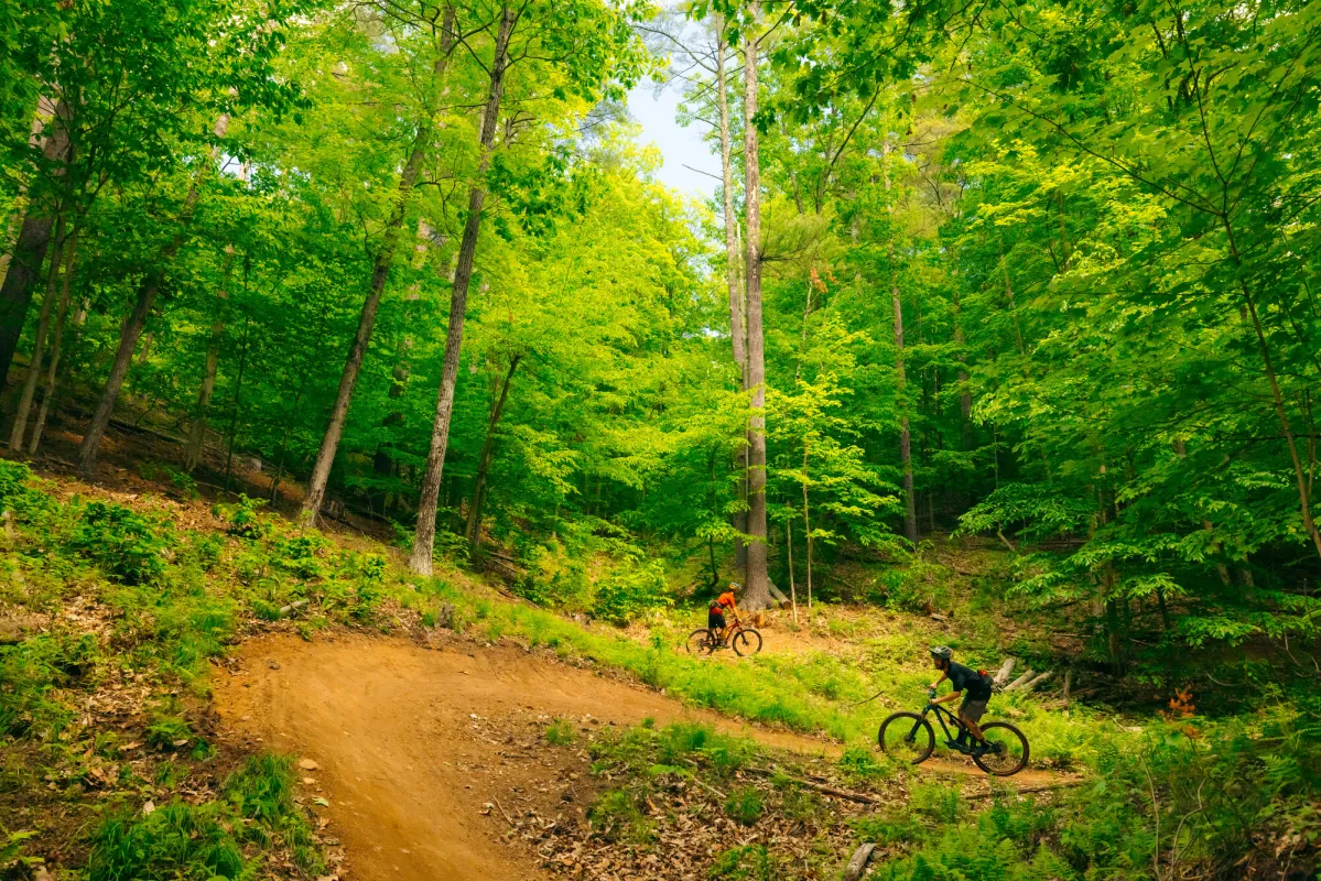 Two mountain bikers in the forest