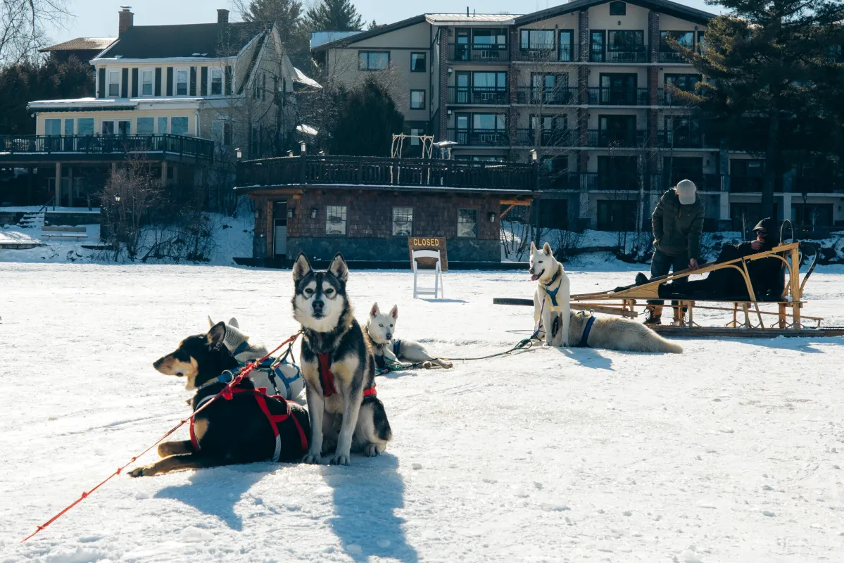 A pack of sled dogs relax on a frozen over lake with hotels in the background. 