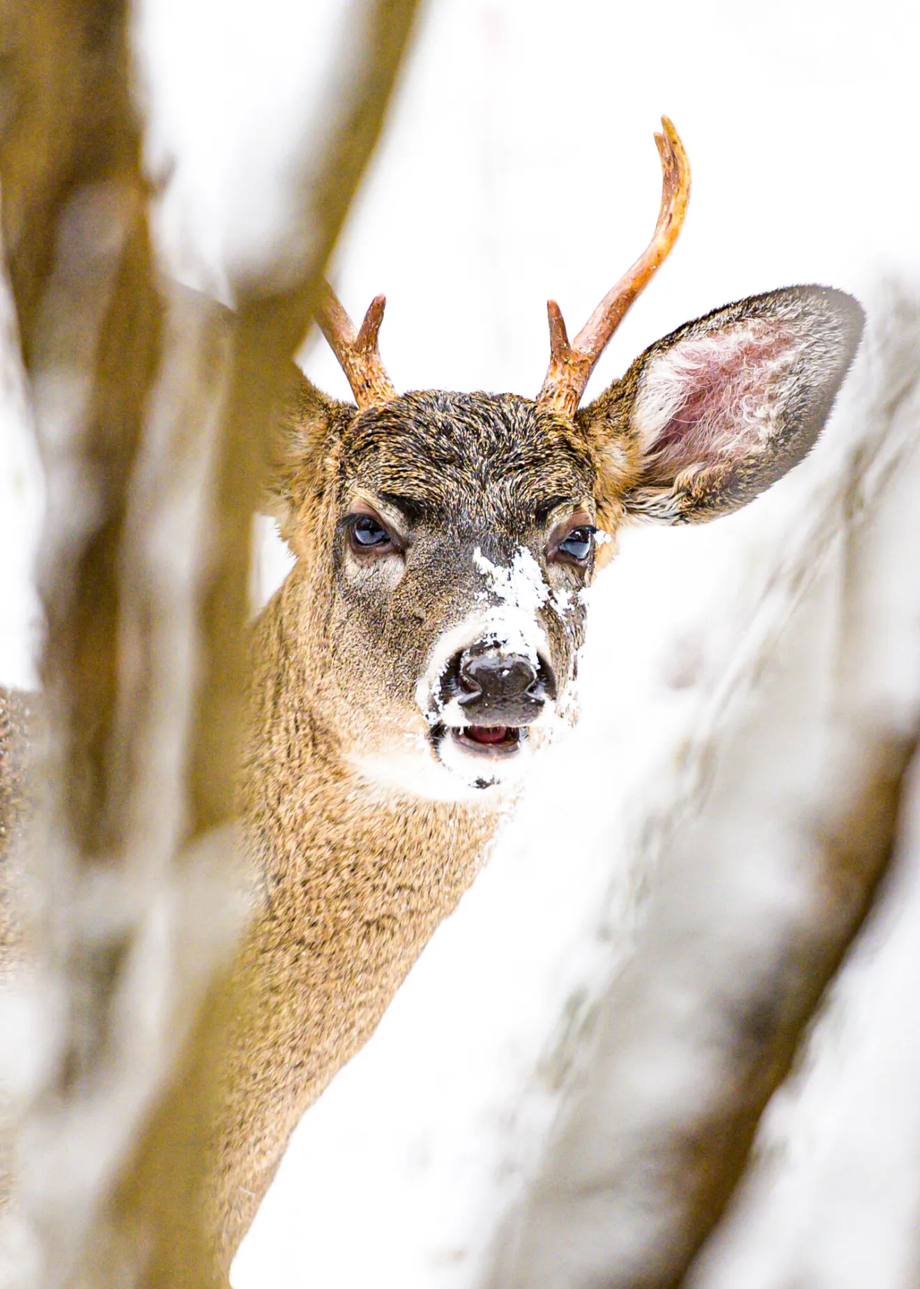 a buck standing in the snow