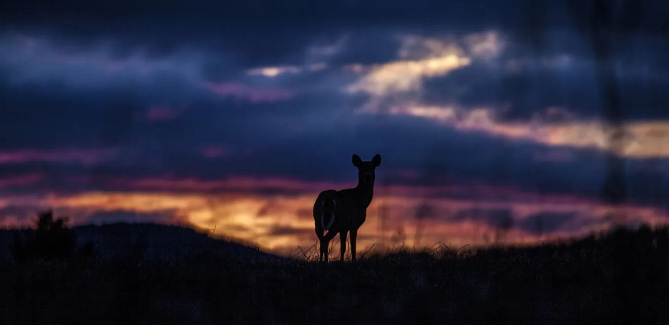 silhouette of a deer against the sunset