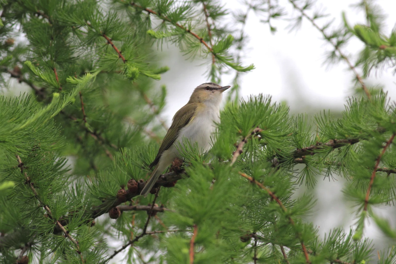 A bird sitting on a tree branch with summer scenery.