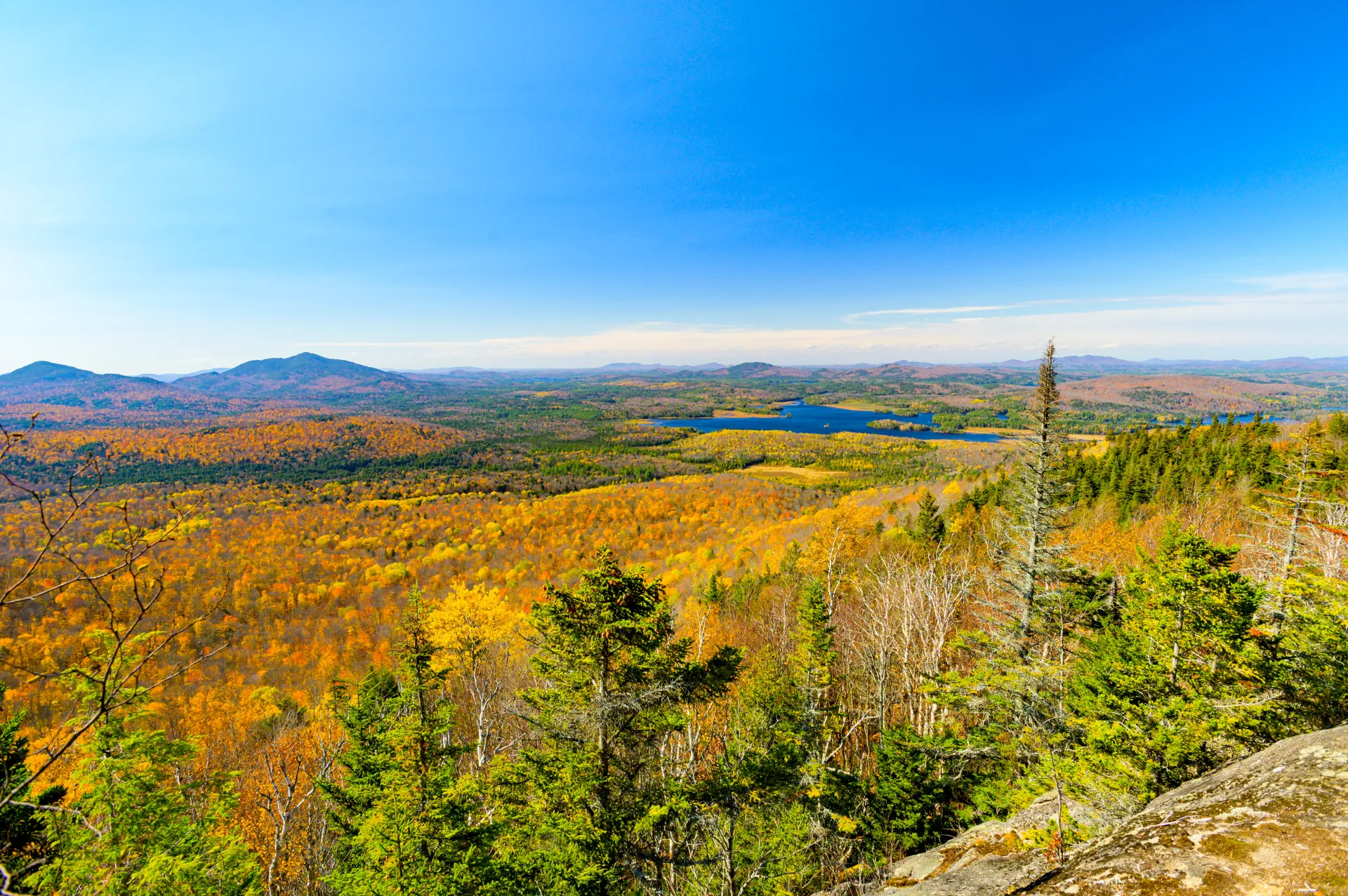 A wide view of fall-colored trees