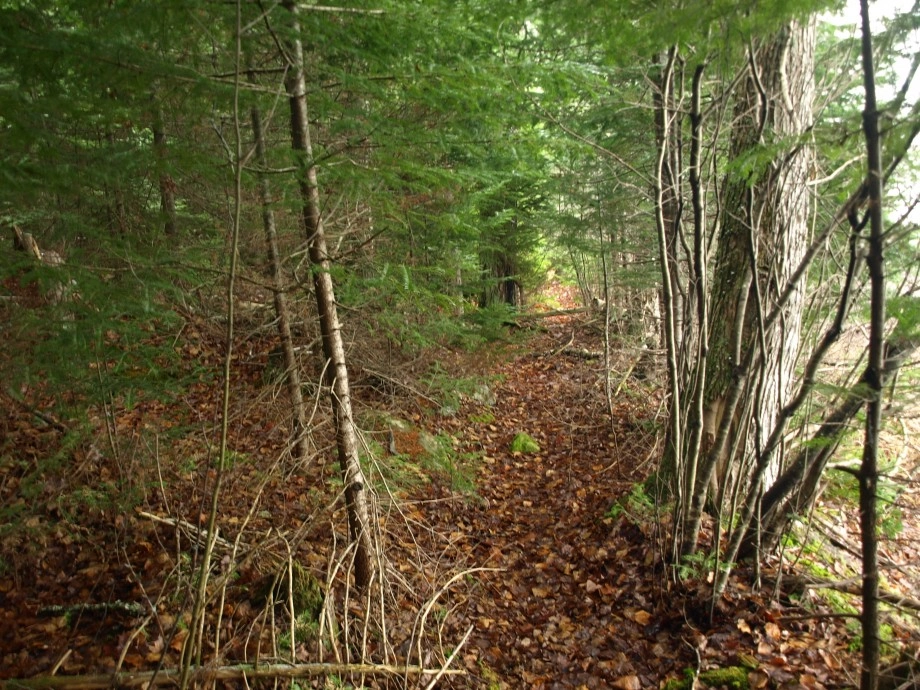 Herd path to Long Pond