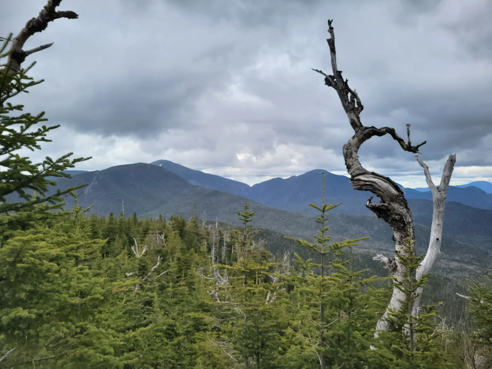 A gnarled tree near the summit of Allen