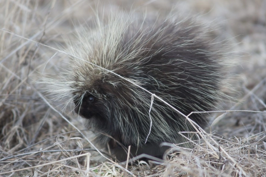 porcupine Westport area