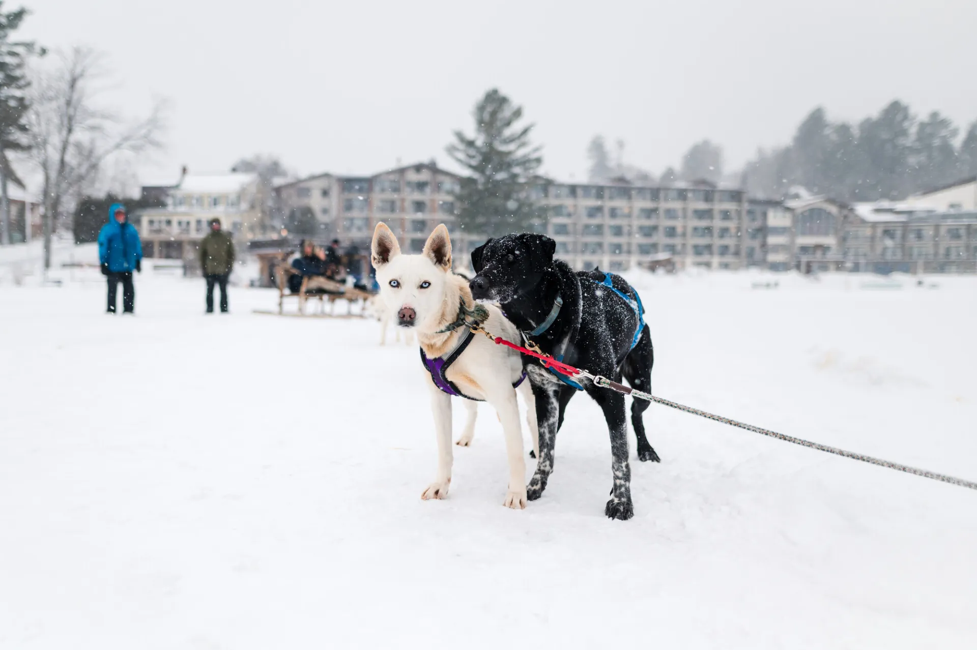 Two dogs on the frozen Mirror Lake in Lake Placid.