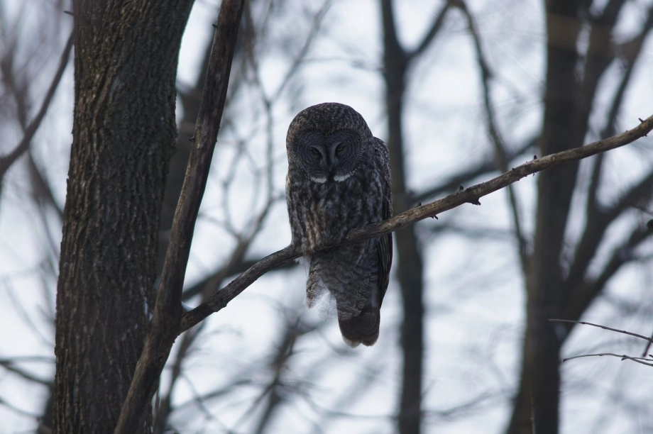 GGOW - Quebec