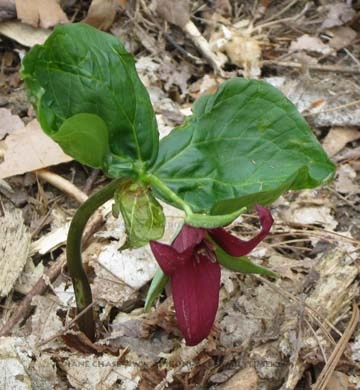 Trillium