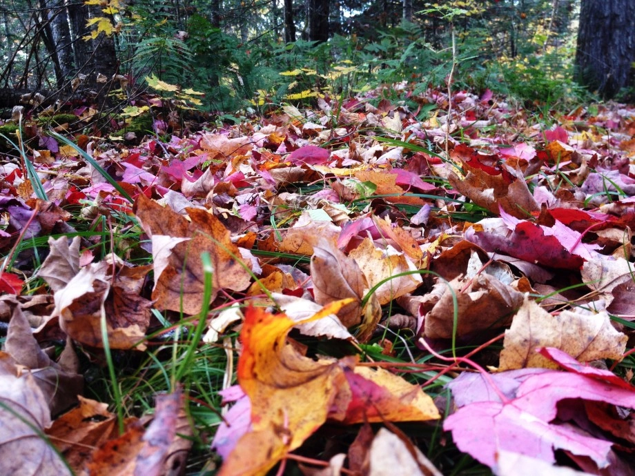 Leaves of fall foliage