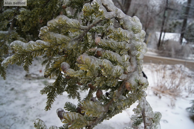 hemlock ice