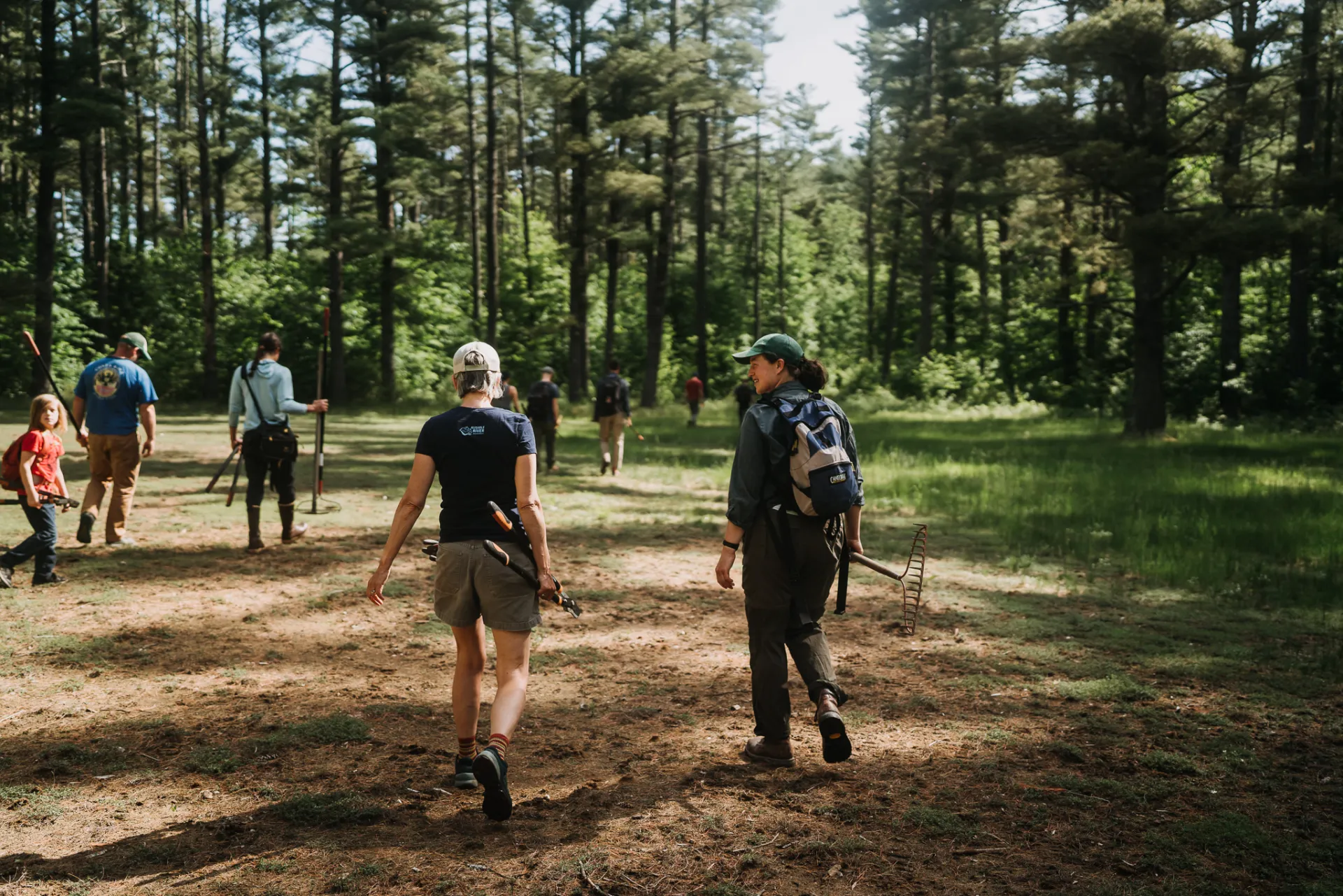 A group of volunteers walk away from the camera through a sunny forest clearing, carrying gardening tools.