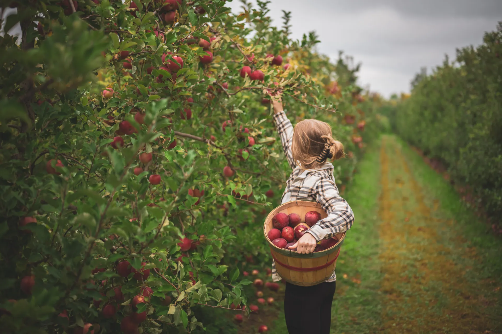 apple picking