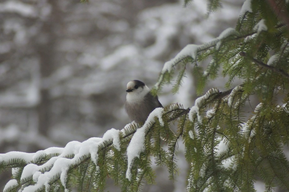 gray jay balsam