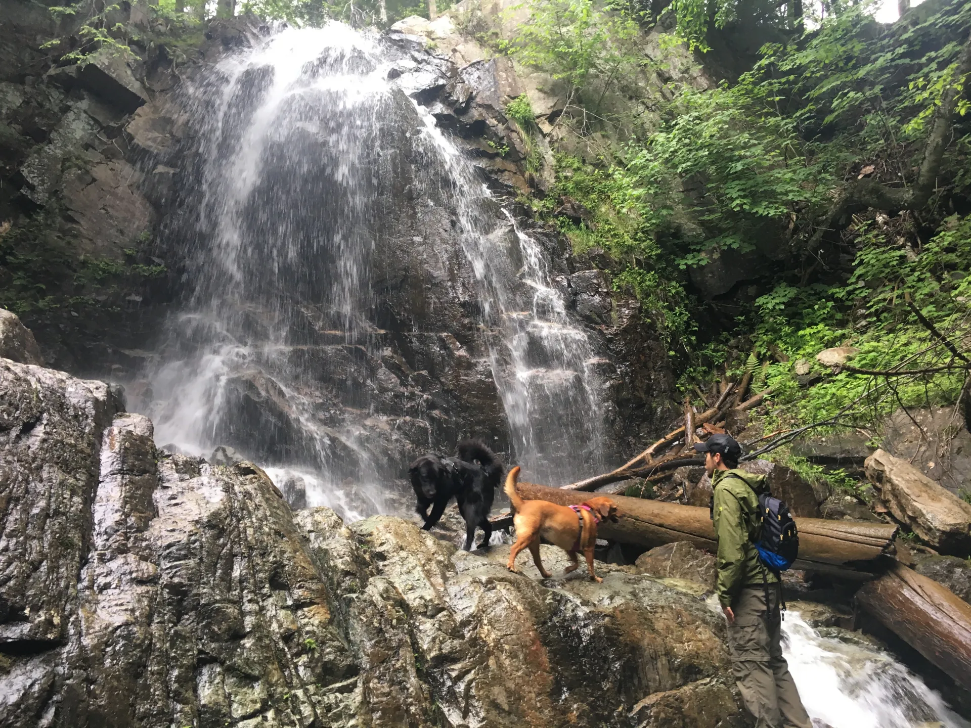 A dog and its owner at a waterfall