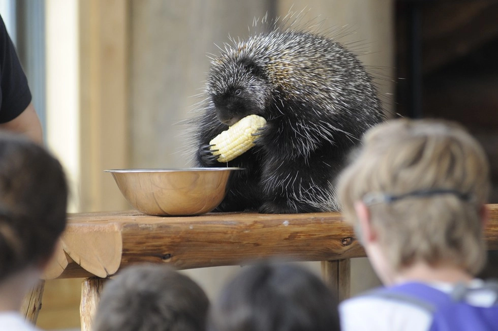 The Wild Center's porcupine perched on a split log eats corn on the cob