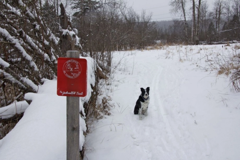 Many sections of the Jackrabbit Trail are great places to ski with dogs