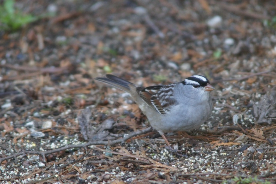 White-crowned Sparrow - Lake Placid, NY