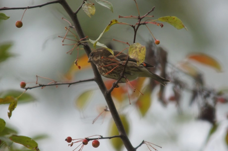 purple finch