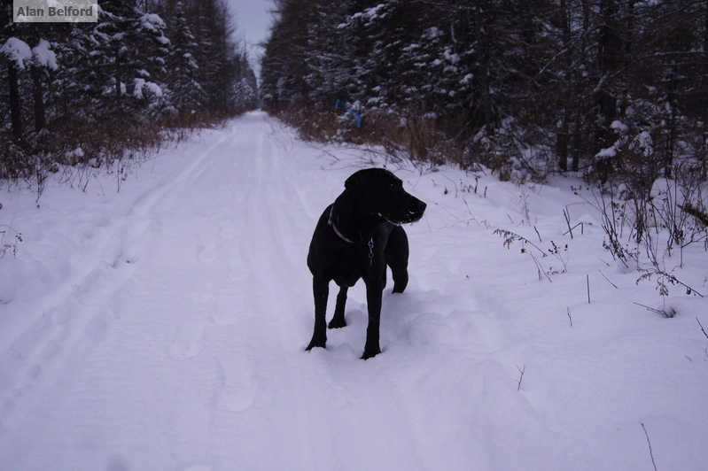 Wren - Bog trail skiing