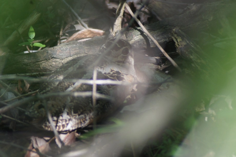 woodcock - Ohio