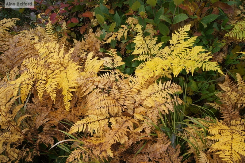 bracken fern