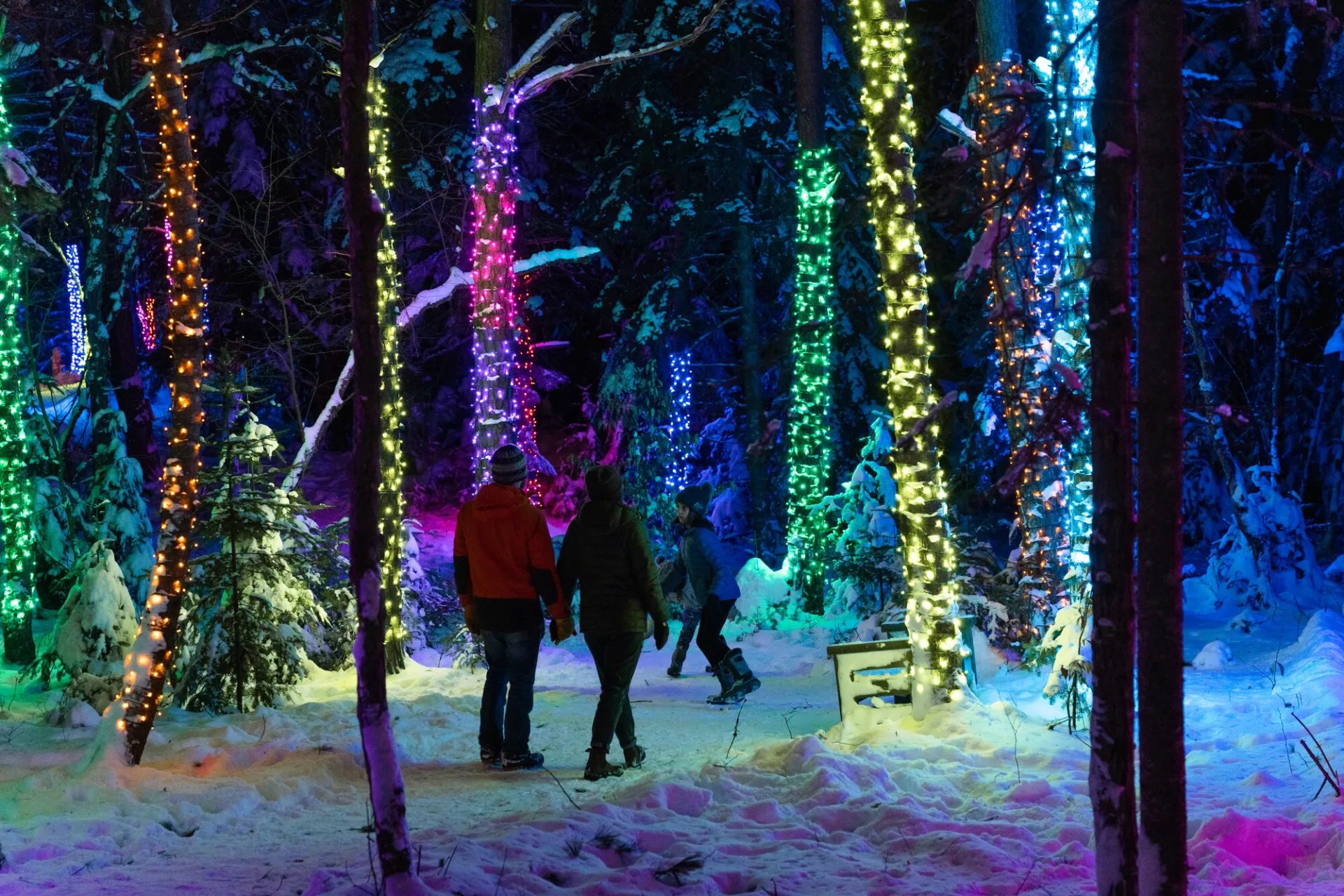 wild lights