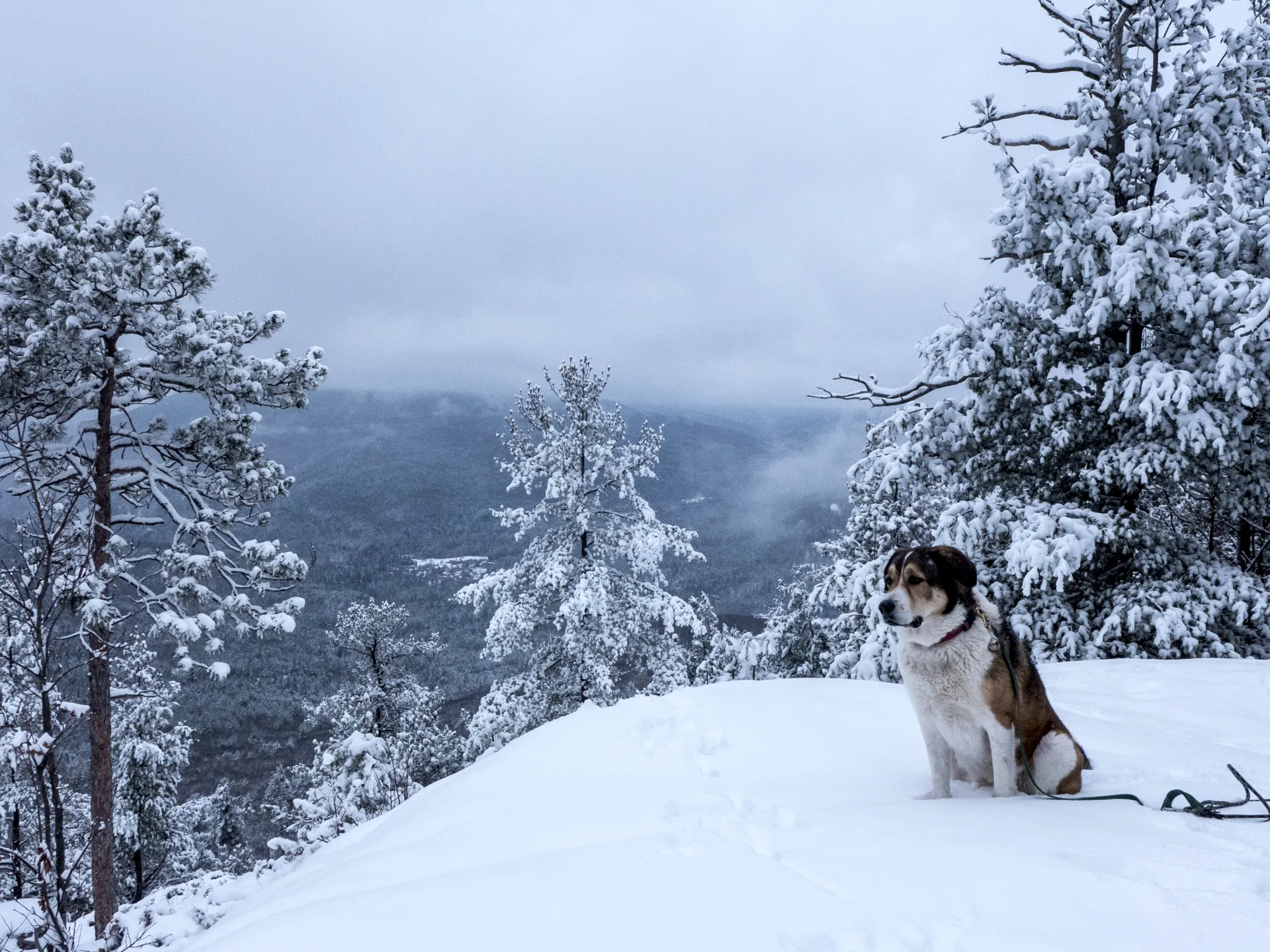 Winter summiting with a dog means making sure their paws are protected.