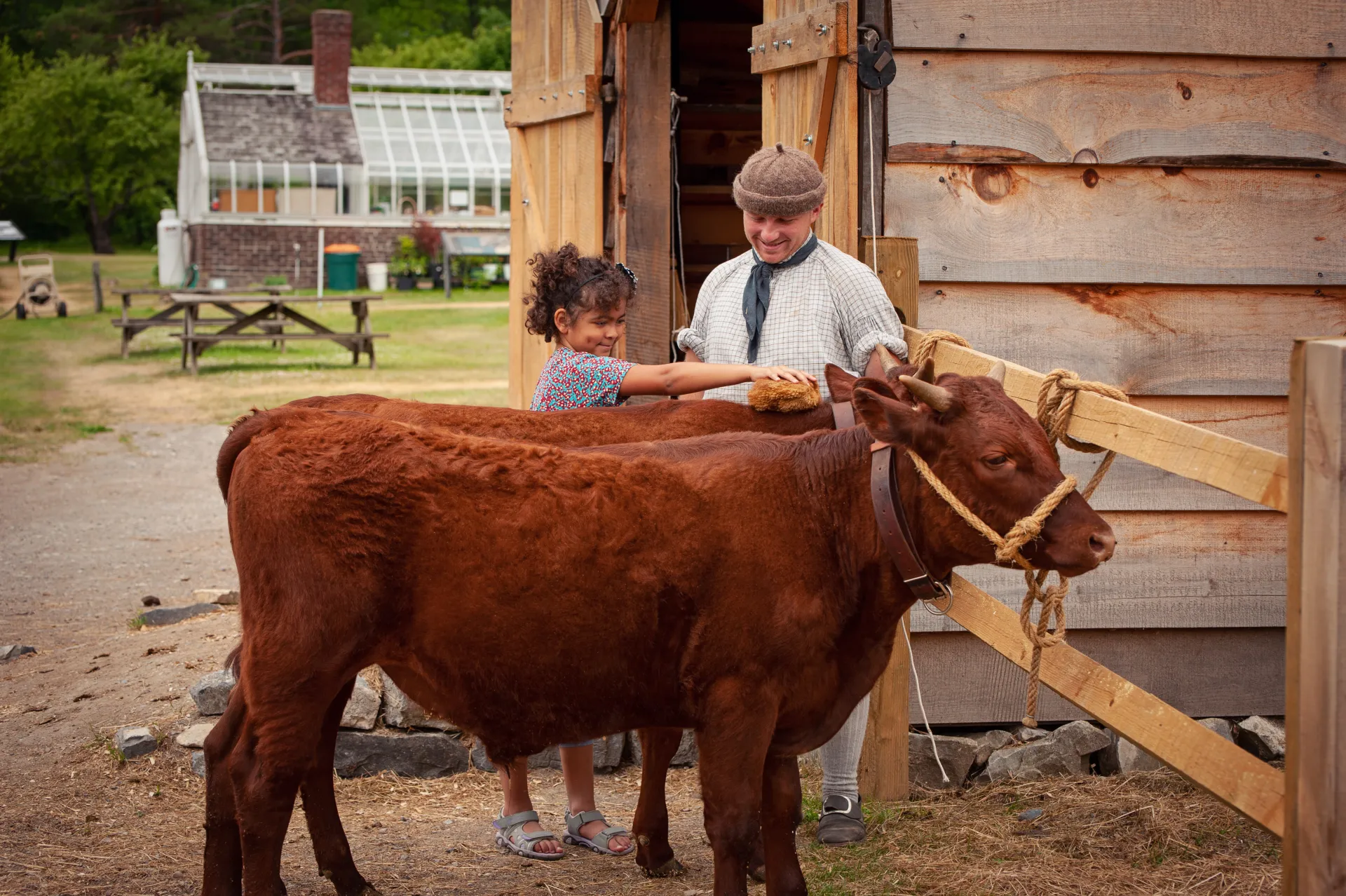 A young girl holds a sponge on the back of a young cow while a reenactment performer supervises her cleaning.