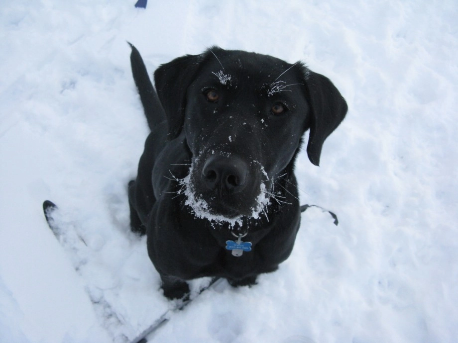 Wren ice face
