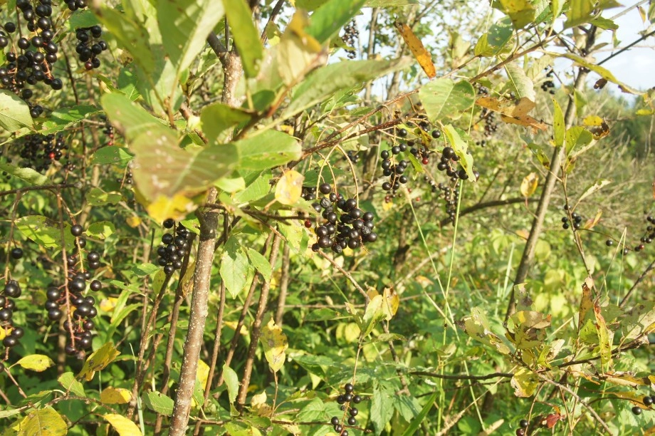 choke cherry