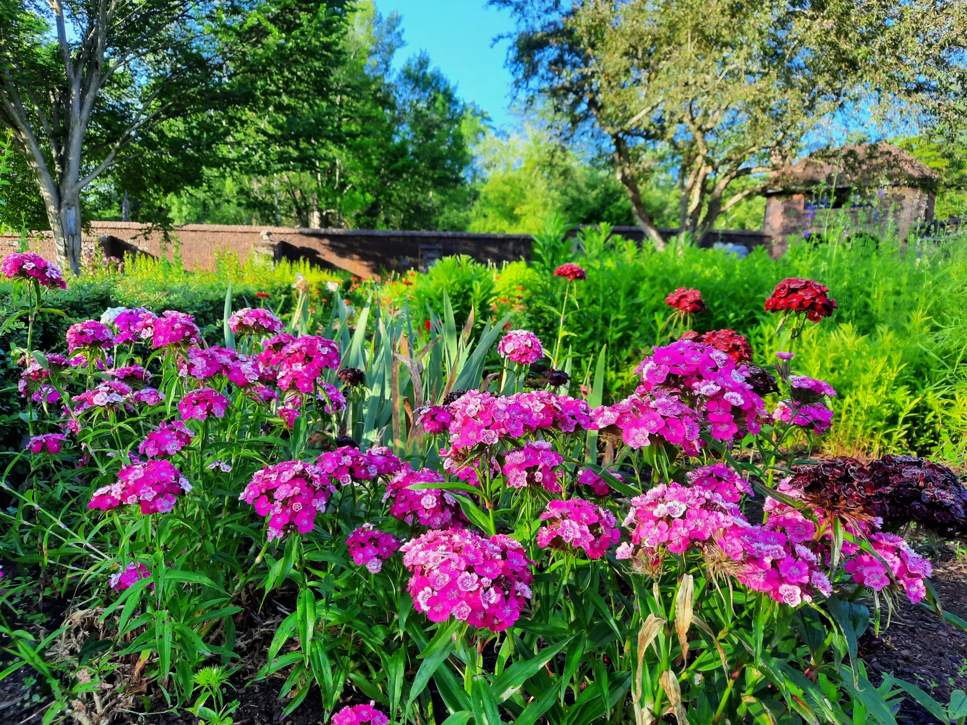Tall hot pink phlox with strapy iris foliage in the background.