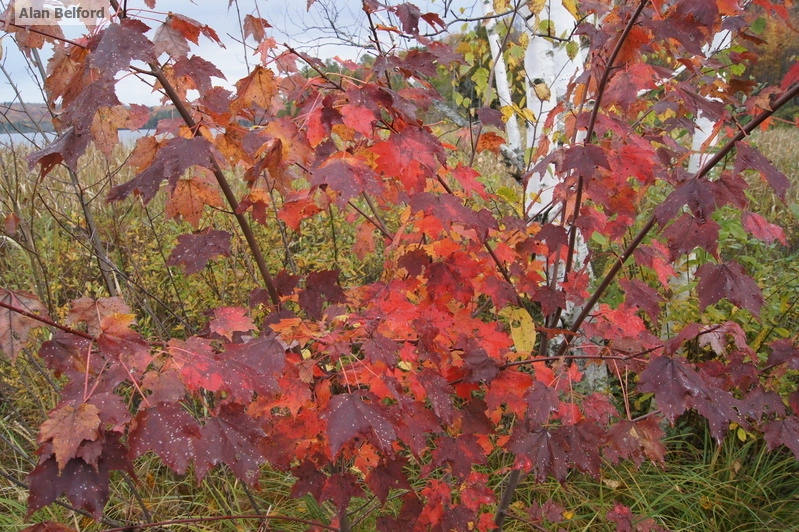 red maple