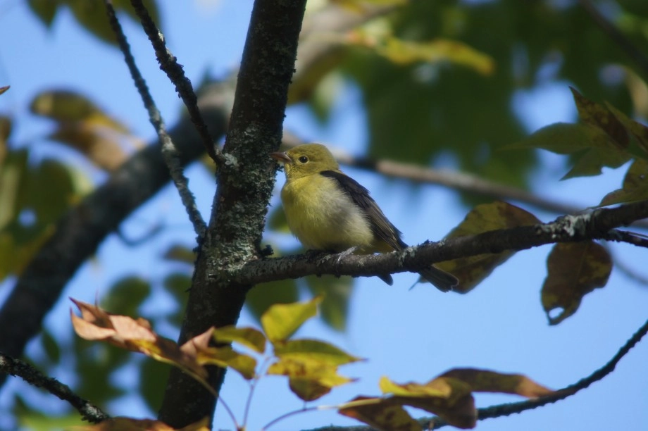 scarlet tanager