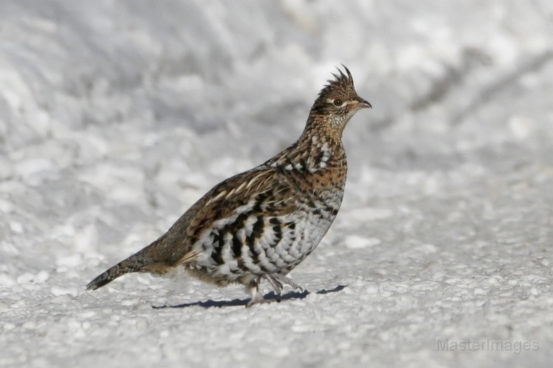 ruffed grouse - snow