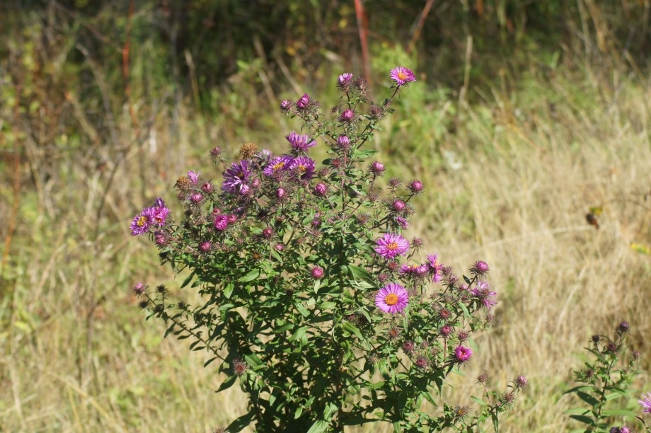 New England Aster