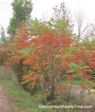 Autumn Leaves around Lake Placid