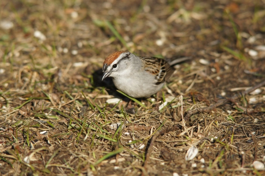 Chipping Sparrow Saranac Lake