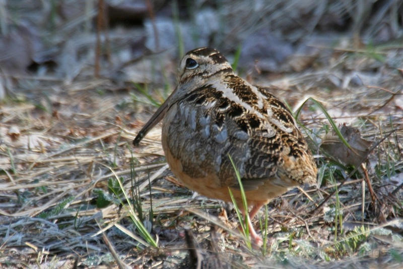 woodcock - Larry