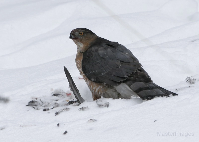 Cooper's Hawk - Larry