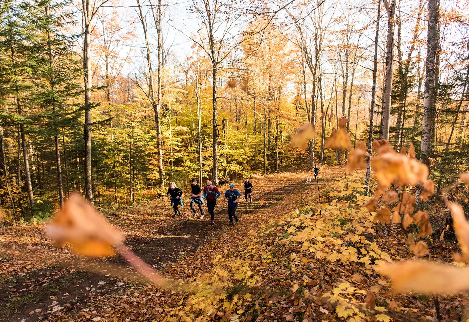 Group of people run on grassy path through fallen leaves past bare trees on sunny fall day