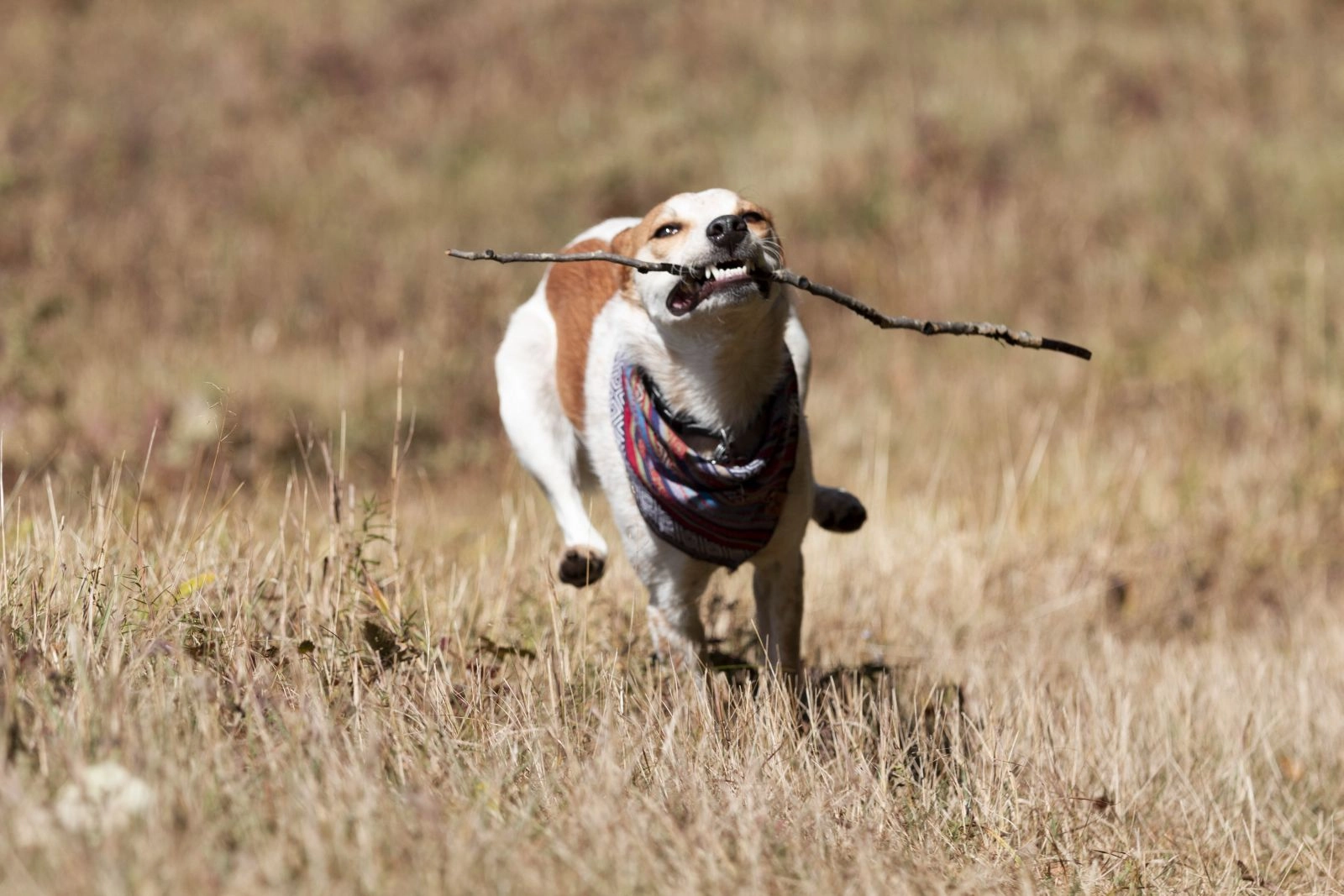 Another dog friendly hike. Eli has the zoomies!