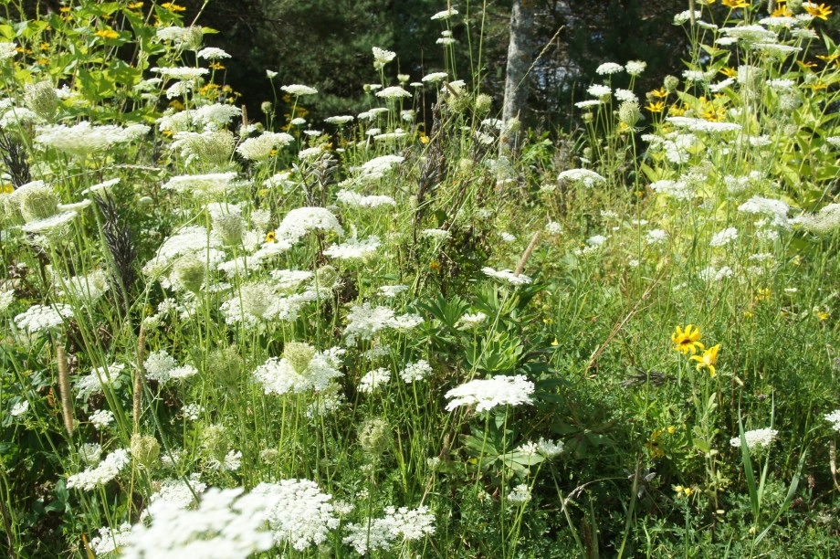Queen Anne's Lace