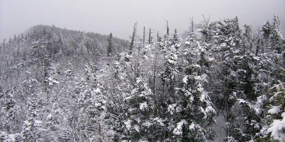A snowy view of spruce trees in the mountains