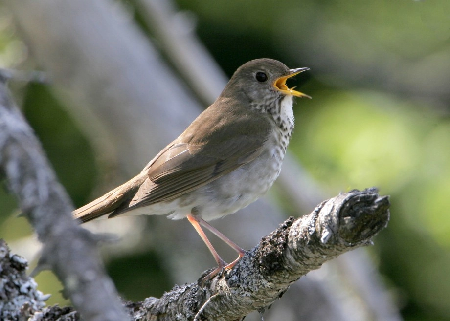 Bicknell's Thrush - photo by Larry Master