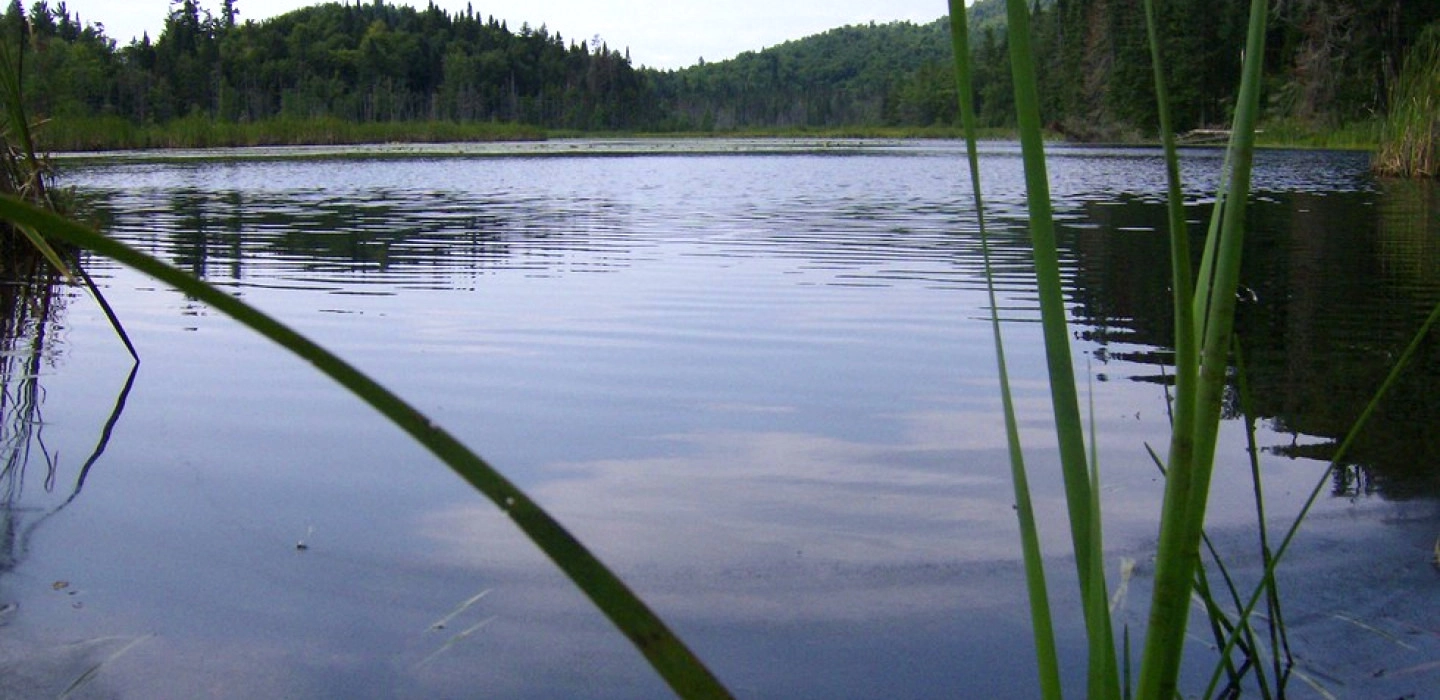 Little Cherrypatch Pond shoreline