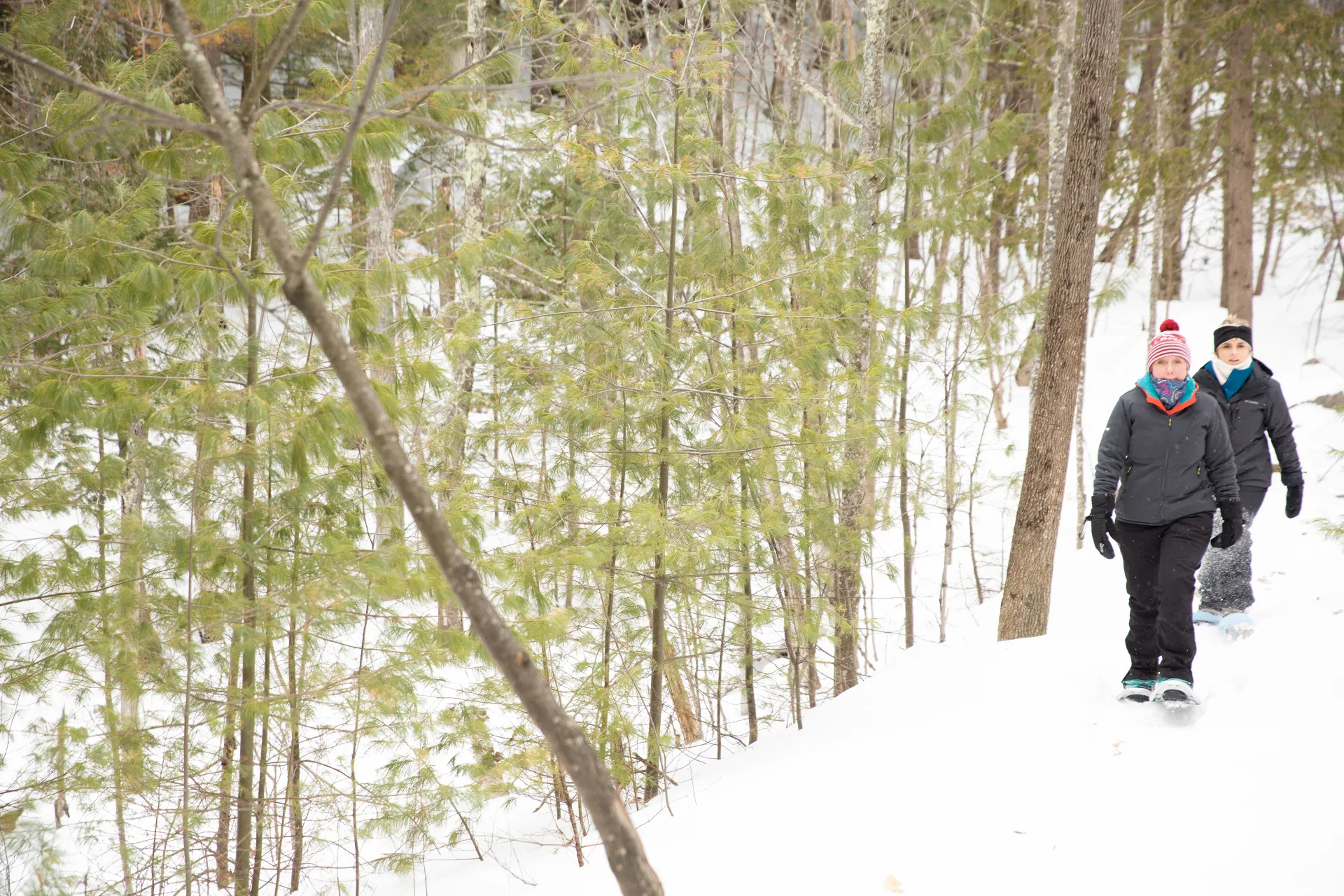 Scenic and sunny trail in the winter, when leaves have fallen.