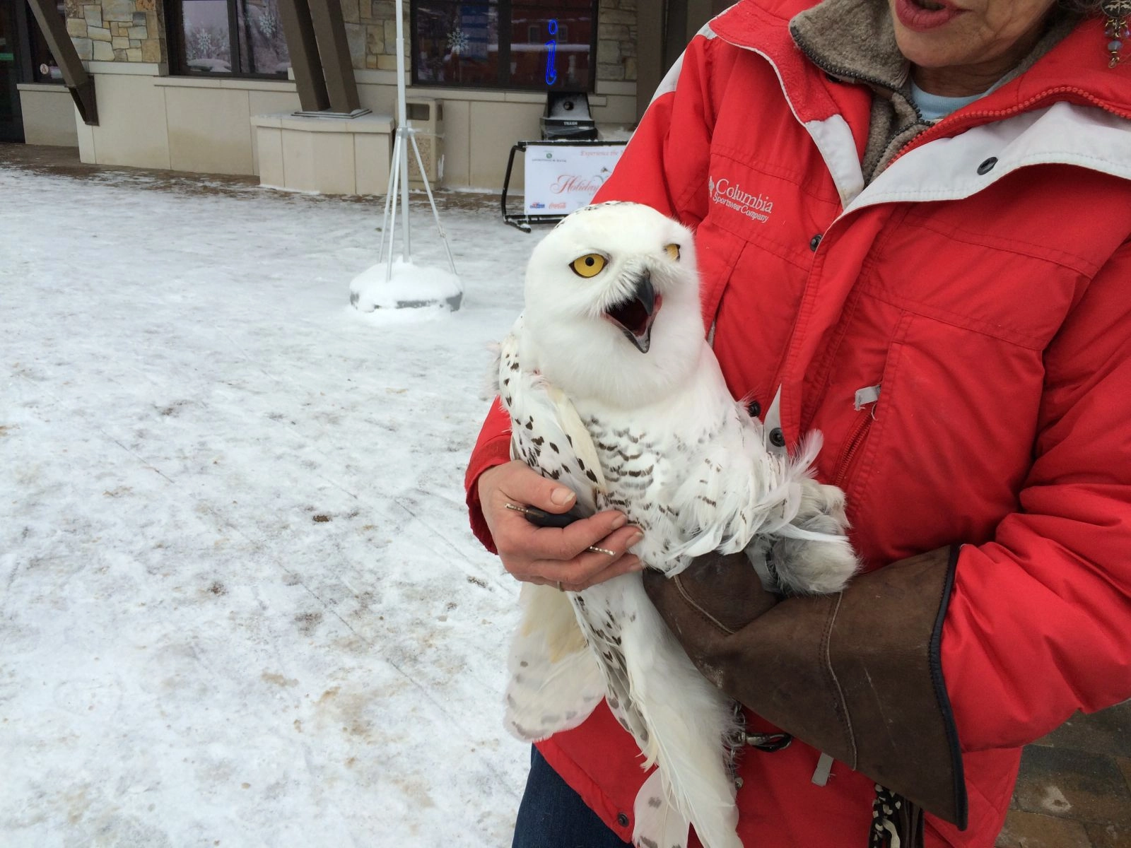 Owl on Main Street