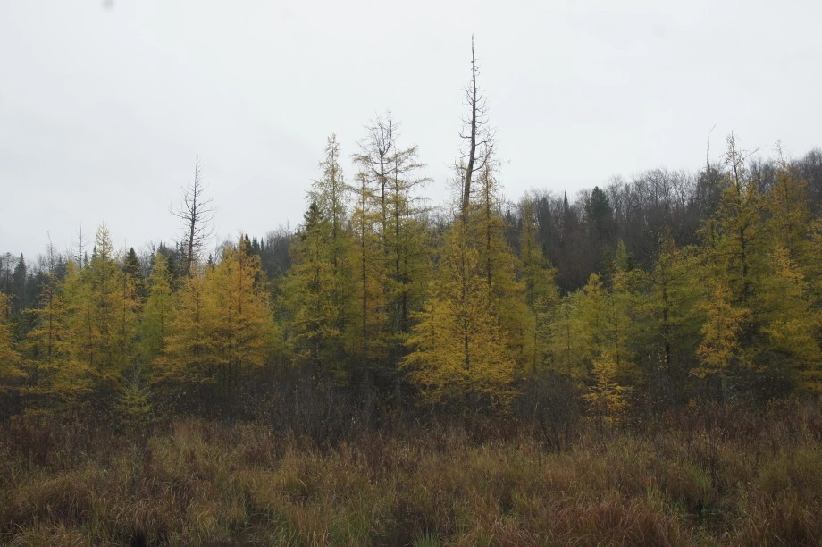 tamaracks