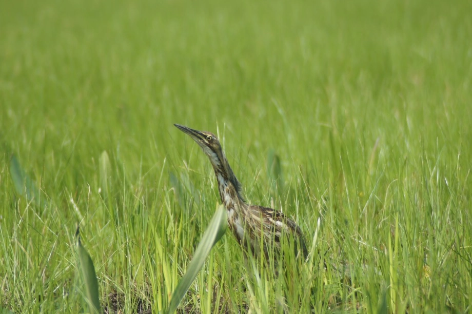 American bittern